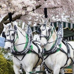 バンクーバー:スタンレーパーク馬車ガイド付きツアー - 3