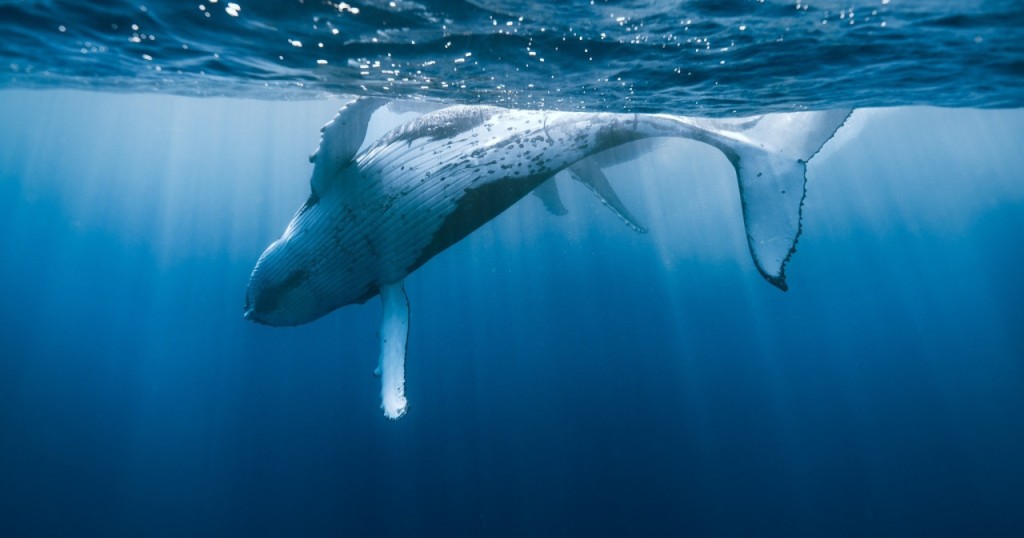 Waikiki Private Whale Watching Cruise (Whale Watching Cruise - Two-Hour Private Charter) - 1