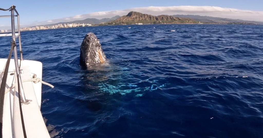 Waikiki Private Whale Watching Cruise (Whale Watching Cruise - Two-Hour Private Charter) - 2