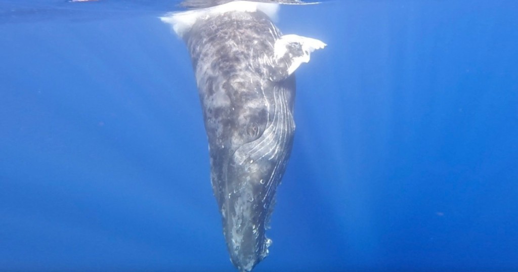 Waikiki Private Whale Watching Cruise (Whale Watching Cruise - Two-Hour Private Charter) - 3