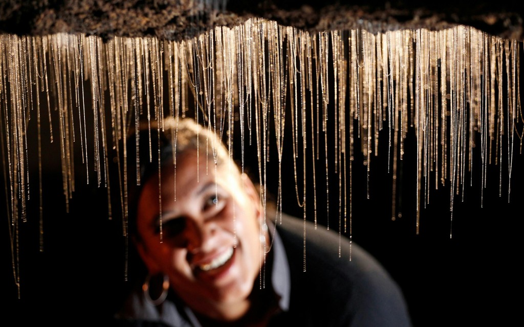 Geführte Tour durch die Waitomo Glühwürmchenhöhlen (Waitomo Glowworm Cave Guided Tour) - 3