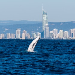 Avvistamento Balene nella Gold Coast - 1