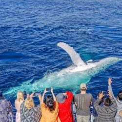 Avvistamento Balene nella Gold Coast - 2