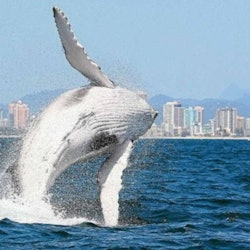 Avvistamento Balene nella Gold Coast - 3