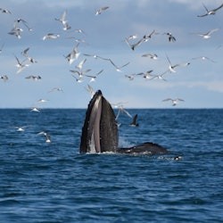 Observació de balenes: Entrada a l'exposició de fauna salvatge d'Elding + Visita guiada des de Reikiavik - 1