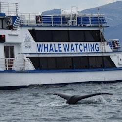 Observação de baleias: excursão saindo de Reykjavik - 1