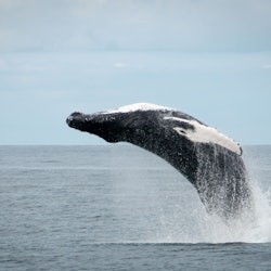 Observação de baleias: excursão saindo de Reykjavik - 2