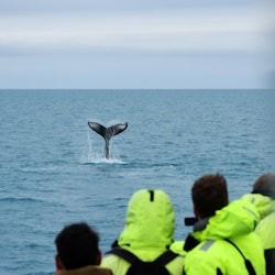 Observação de baleias: excursão saindo de Reykjavik - 3