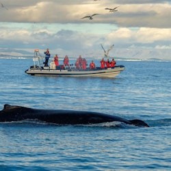 Observació de balenes: visita amb observació de fraillets des de Reikiavik - 1