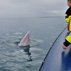 Whale Watching: Whales of Iceland Entry + RIB Boat Tour from Reykjavik - 1