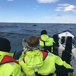 Whale Watching: Whales of Iceland Entry + RIB Boat Tour from Reykjavik - 2