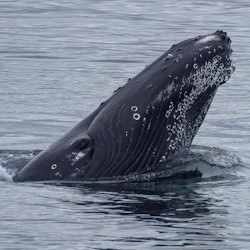 Whale Watching: Whales of Iceland Entry + RIB Boat Tour from Reykjavik - 3