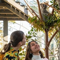 WILD LIFE Sydney: Breakfast with the Koalas - 1