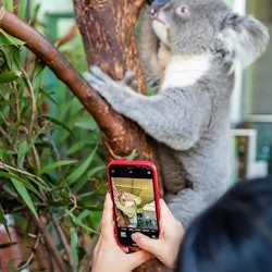 WILD LIFE Sydney: Breakfast with the Koalas - 3
