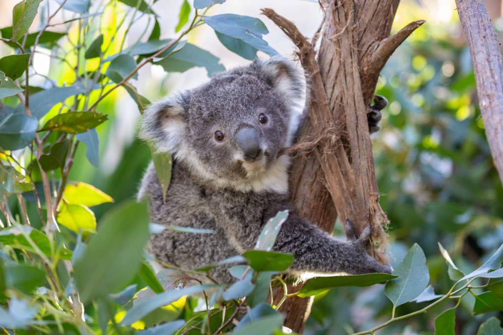 WILD LIFE Sydney Zoo Direct Entry Ticket (Afternoon Admission) - 3
