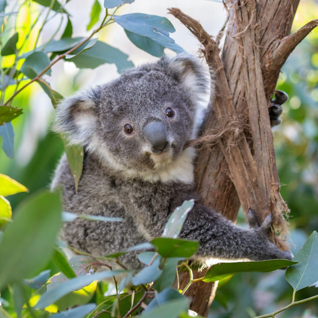 WILD LIFE Sydney Zoo: Tiquet d'entrada - Afternoon - 1