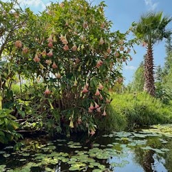 Xochimilco : Excursion en bateau + Transport aller-retour - 2