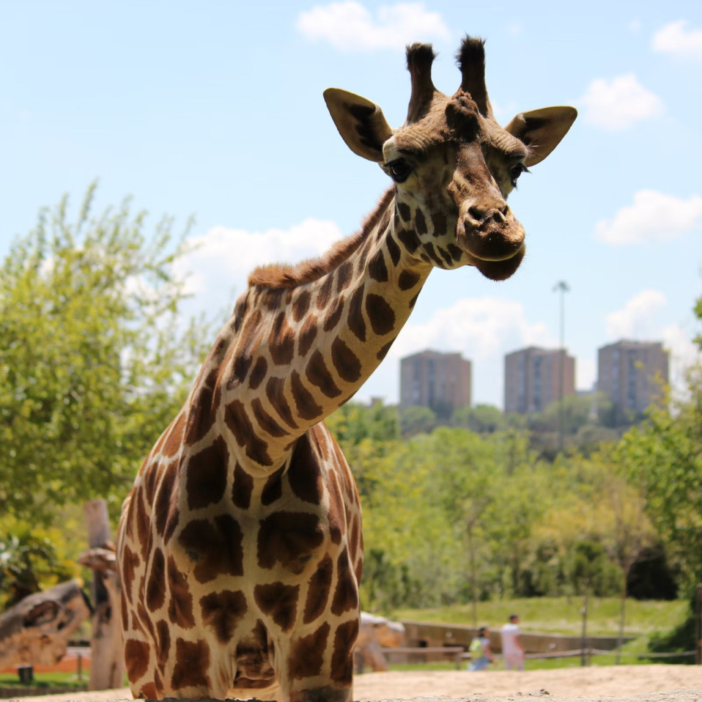 Zoo Aquarium Madrid (Zoo Aquarium Madrid - Skip the Line Admission) - 1