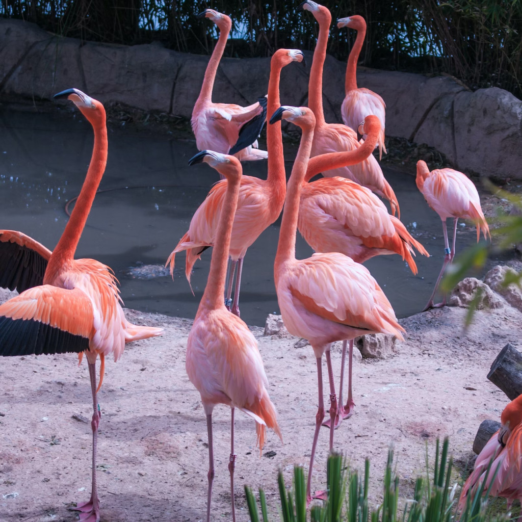 Zoo Aquarium Madrid (Zoo Aquarium Madrid - Skip the Line Admission) - 2