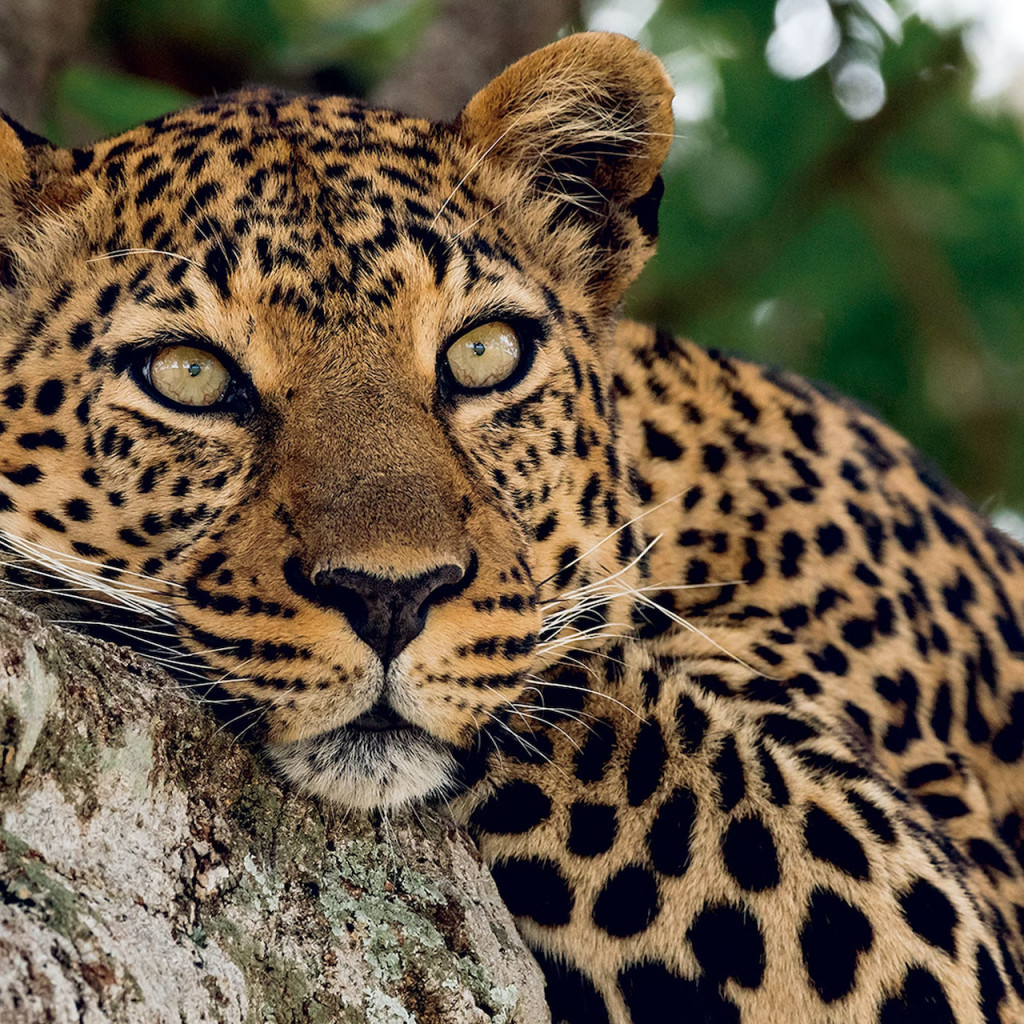 Zoo Aquarium Madrid (Zoo Aquarium Madrid - Skip the Line Admission) - 3