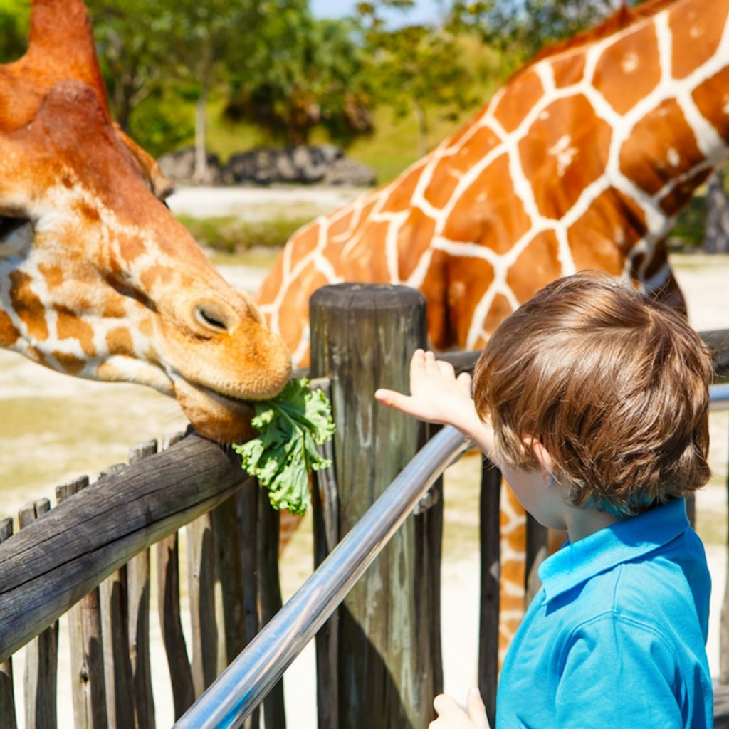 Zoo Miami: Biglietto salta-coda - General Admission - 1