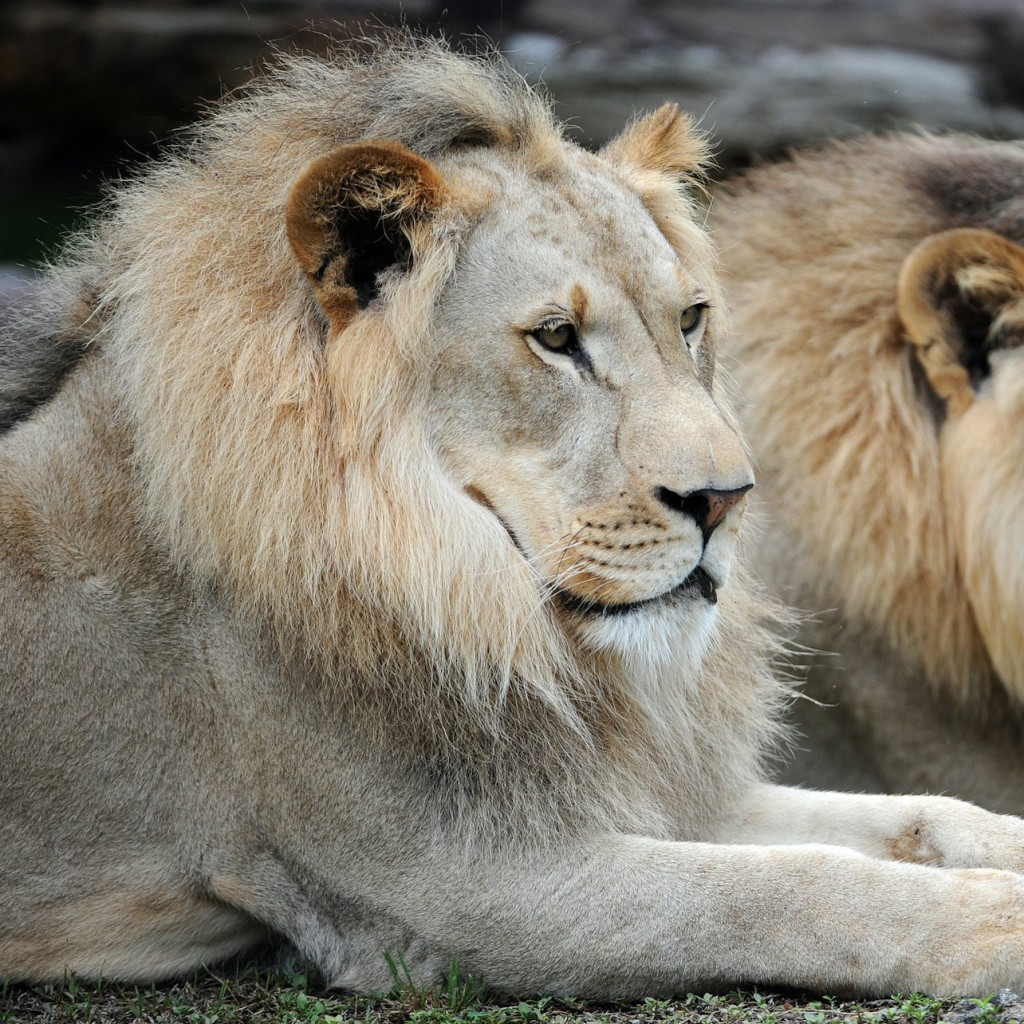 Zoo w Miami: Bilet z opcją bez kolejki - General Admission + Food & Beverage Package - 2