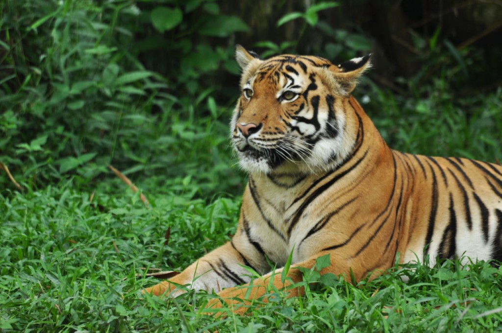 Zoo Negara Malaysia Ticket (Zoo Negara Malaysia Family Bundle (2 Adults + 1 Child) - Admission (Malaysian Citizens)) - 1