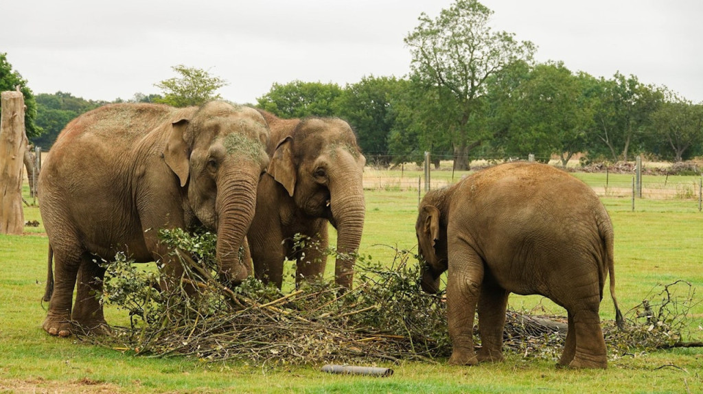 ZSL Whipsnade Zoo (ZSL Whipsnade Zoo - Admission) - 3